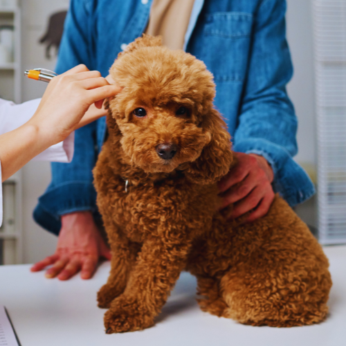 Dog on an exam table getting his ears examined by veterinary staff.