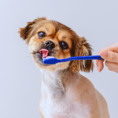 Dog licking the bristles of a toothbrush that a person is holding in front of them.