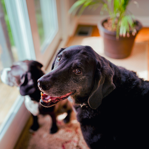 Senior dog with dog companion standing in front of back door