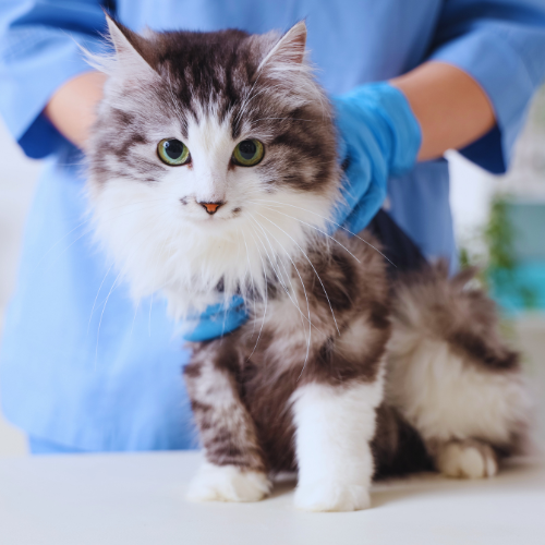 Cat on exam table being held by veterinary staff hands.
