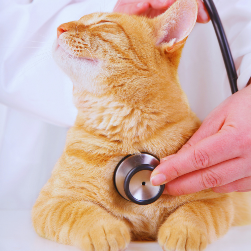 Cat with eyes closed and head faced upward in calm position while vet holds stethoscope to chest.