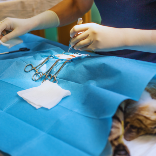 Veterinarian performing surgery on cat who is sedated.
