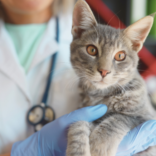 Up close of a cat being held by a member of veterinary staff wearing latex gloves.