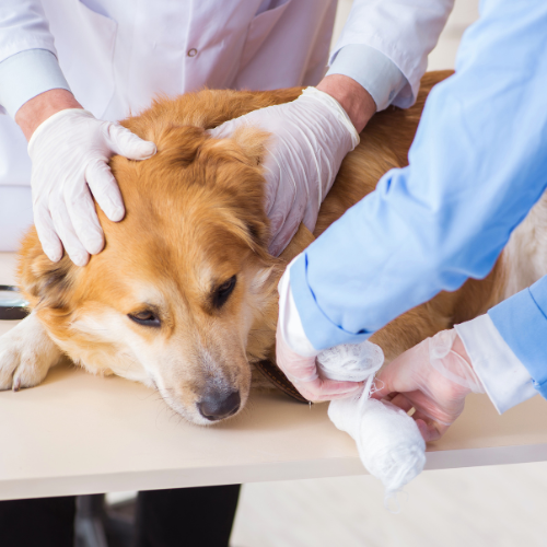 Dog being treated for a leg injury, with staff wrapping leg wound.